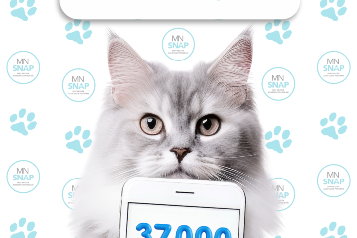 A white kitty holding a phone reading 37,000 calls