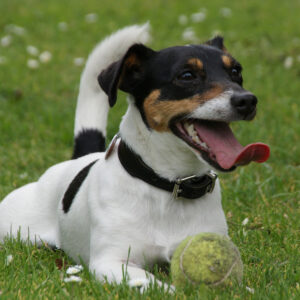 A small terrier type dog with a white body and brown and black markings on its face lays in the grass with its tail held high and tongue hanging out. Visit this webpage to review MN SNAP's after-surgery care instructions. MN SNAP is a high-quality, low-cost spay neuter clinic based in Minneapolis, MN.