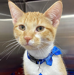 An orange and white cat wearing a blue collar, with small blue bell, and blue bow tie awaits surgery at MN SNAP. Visit this webpage to review MN SNAP's after-surgery care cat instructions. MN SNAP is a high-quality, low-cost spay neuter clinic based in Minneapolis, MN.