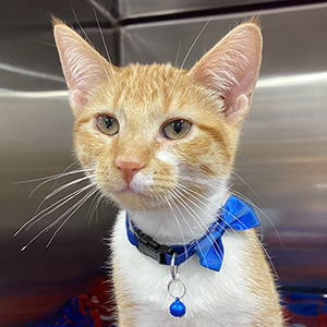 An orange and white cat wearing a blue collar, with small blue bell, and blue bow tie awaits surgery at MN SNAP. Visit this webpage to review MN SNAP's after-surgery care cat instructions. MN SNAP is a high-quality, low-cost spay neuter clinic based in Minneapolis, MN.