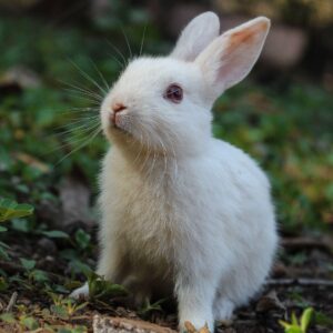 Pictured is a small white bunny sitting in the grass. MN SNAP is a high-quality, low-cost spay neuter clinic based in Minneapolis, MN.