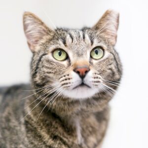 A photo of an ear tipped community cat. MN SNAP is a high-quality, low-cost spay neuter clinic based in Minneapolis, MN.