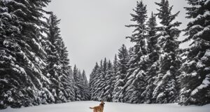 Brown Dog In the Snow Looking at Pine Trees