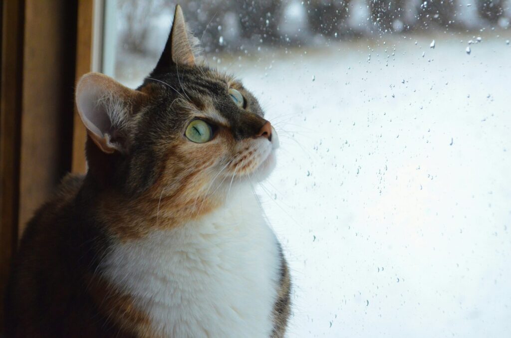 Brown and white cat looking wistfully at a widow while it snows outside.